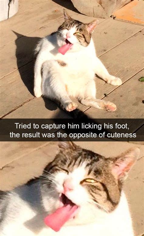 Cats Snapped In Moments Of Pure Gold 35 Photos Funny Animal Memes