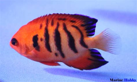 Flame Angelfish Centropyge Loriculus With Vibrant Orange Flames
