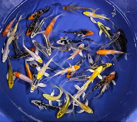 Buy Blue Ridge Live Koi Fish Butterfly Fin Garden Pond Aquarium And