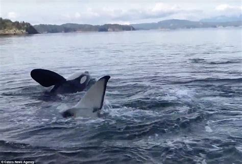 Killer Whales Use Beach Pebbles To Massage Themselves And Scratch
