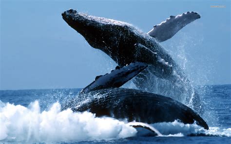 45 Humpback Whale Desktop Wallpaper Wallpapersafari