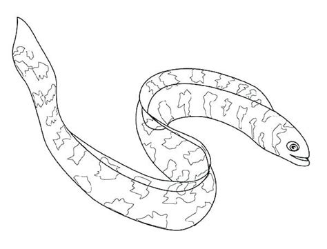The drawing in the page is called a moray eel. Realistic Fish Coloring Pages Free Printable Fish Coloring Pages Realistic Print Angry Birds ...