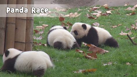 Panda Race The Winner Gets To Have A Warm Hug From Nanny Ipanda