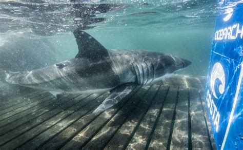 Researchers Nicknamed This Female Great White Shark The Queen Of The