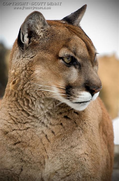 A Close Up Shot Of A Mountain Lion Puma Concolor