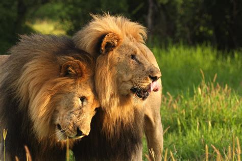 What Happens To Our Male Lions And Where To See Them