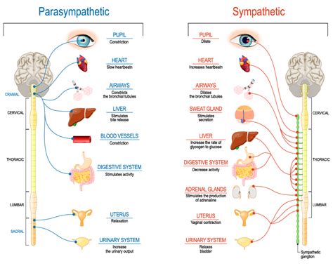 what is parasympathetic nervous system