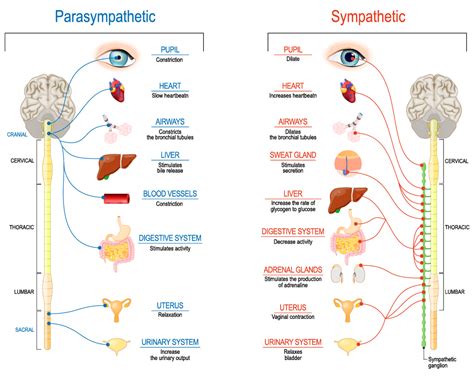 Sympathetic And Parasympathetic Nervous Systems Differences