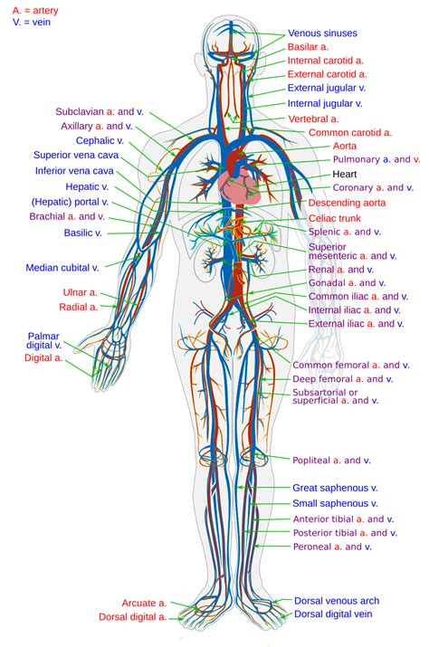 The radial artery supplies the arm and hand with o. Blood vessel - Wikipedia
