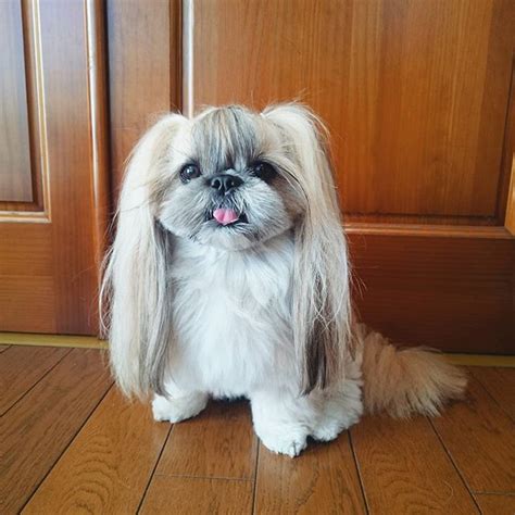 15 Cutest Photo Of Japanese Hairstyle Dog Kuma Instagram