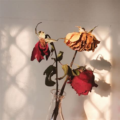 Freyahaley Pics Of Wilting Roses In My Room At Golden Hour