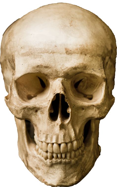 Human Skull Stock Photography Robot Skull Png Download 7001117