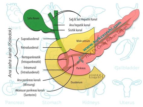 Safra Yollar Anatomisi Turkcerrahi