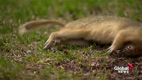 Team Investigating Dead Gophers In Downtown Calgary Park Globalnewsca