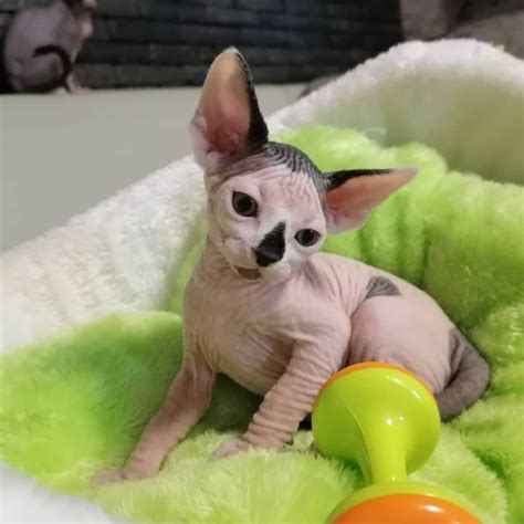 Hairless Sphynx Cat For Sale Price Range And What To Avoid
