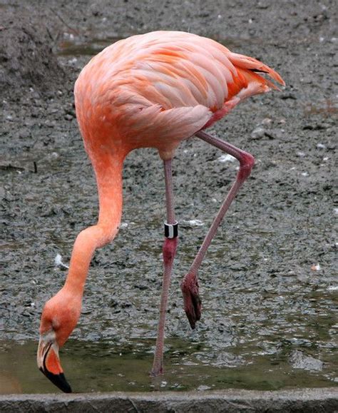 Caribbean Flamingo Pet Birds Beautiful Creature Miami Florida