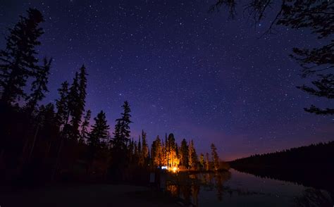 Pine Trees Under Starry Night Sky · Free Stock Photo
