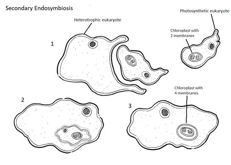 2 Prokaryotes Biology Libretexts