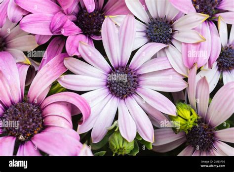 Background With Purple Daisies Very Detailed Stock Photo Alamy