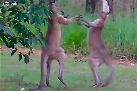 Kangaroos Filmed Kickboxing In Australia In Bitter Mating Battle