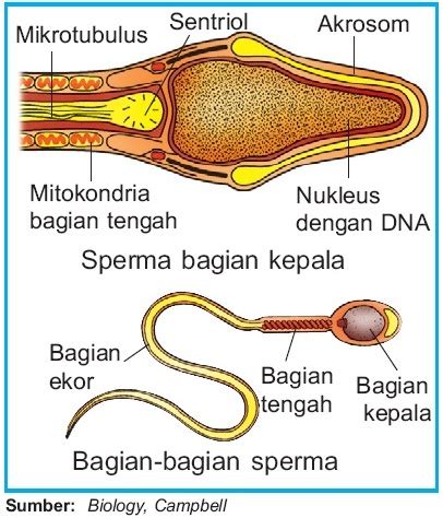 Sturktur Sel Sperma Spermatozoa Dan Proses Pembentukan