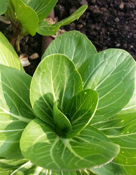 Sow And Grow Bok Choy And Chinese Cabbage Crazy For