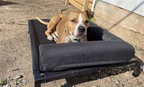 6 Best Elevated Dog Beds 2022 Reviews Putting Your Pet On A Pedestal