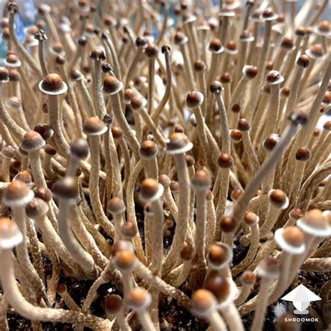 How To Grow Magic Truffles Eg Psilocybe Tampanensis Or Mexicana