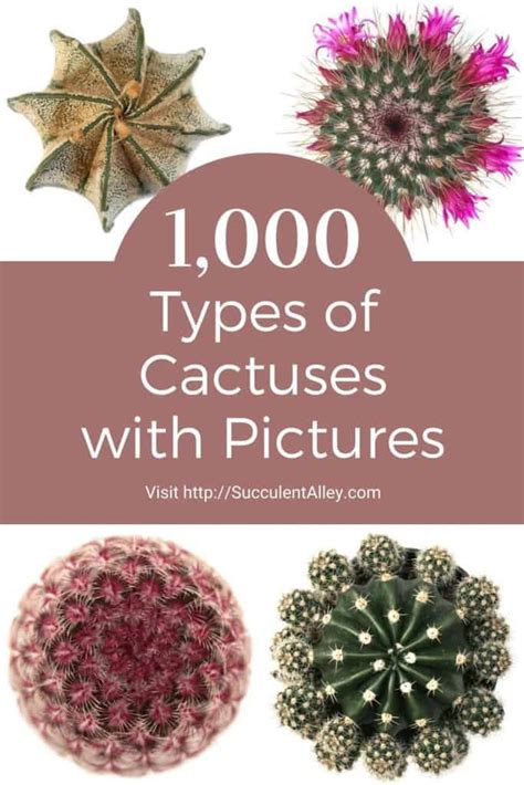 1000 Types Of Cactuses With Pictures Cactus Identification
