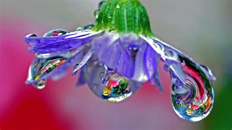 Macro Of A Purple Flower With Water Drops Blown Glass 4k Hd Wallpapers