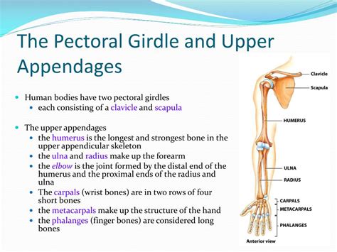 PPT - Skeletal System PowerPoint Presentation, free download - ID:3112109