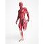 Human Muscular System Photograph By Sebastian Kaulitzki