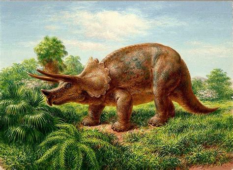 Triceratops Late Cretaceous 6866 Ma Marginocephalia Ceratopsian Described By Marsh 1889