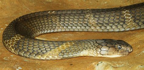 live amazing king cobra attack dragon komodo | snake vs lizard the reptiles of the desert fullhd. Orlando's missing king cobra now has two Twitter handles ...
