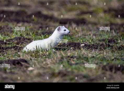 Ermine Stoat Short Tailed Weasel Mustela Erminea With Winter Fur