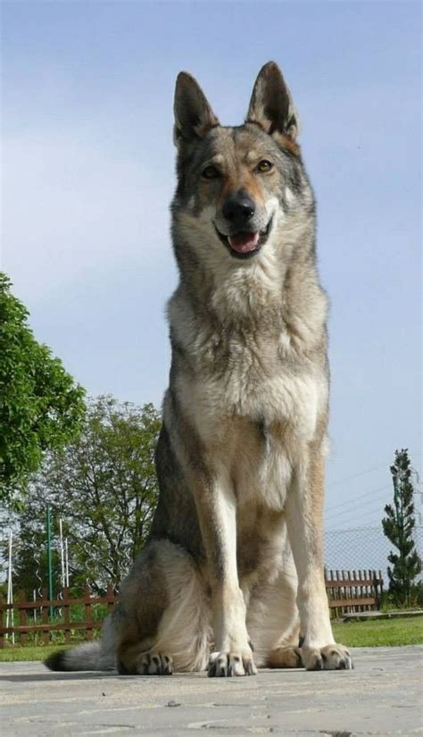 Czech Wolfdog Czech Wolfdog Czechoslovakian Wolfdog Wolf Dog Best
