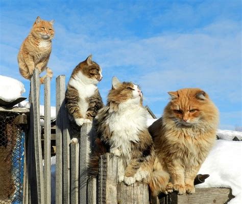 Siberian Farm Cats Have Absolutely Taken Over This Farmers Land And