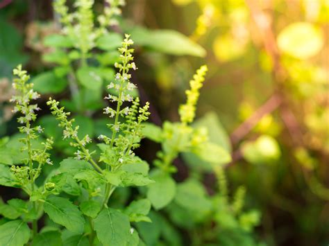Tulsi The Magical Herb Of Ayurveda Ayurvedic Treatments Clinic