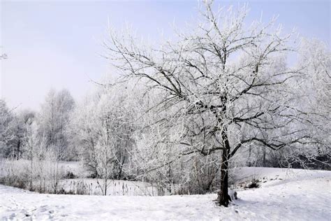 Trees Can Survive A Severe Winter But Need Proper Care