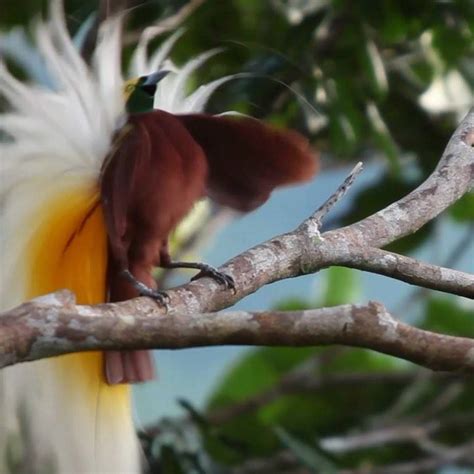 Video By Timlaman A Male Lesser Bird Of Paradise Struts His Stuff At A Canopy Display Site In