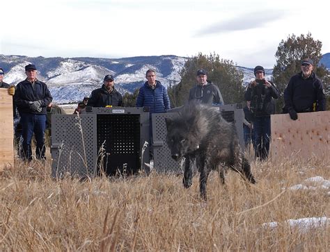 Wolf Update Colorado Parks And Wildlife Successfully Releases Gray