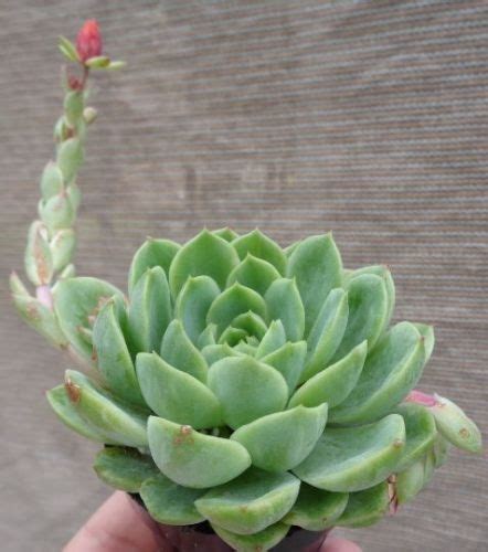 Add some juicy zest and spice to your patio or garden with echeveria 'lime n' chile'. Echeveria Lime n' Chile