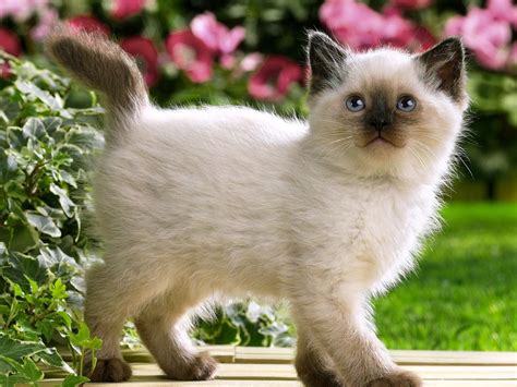Los 10 Gatitos Más Bonitos De Internet Cute Cats Photos Kittens