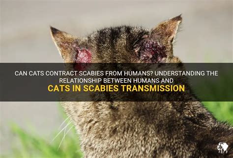 Can Cats Contract Scabies From Humans Understanding The Relationship