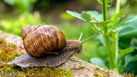 Invasive Snails Live Fast And Die Young