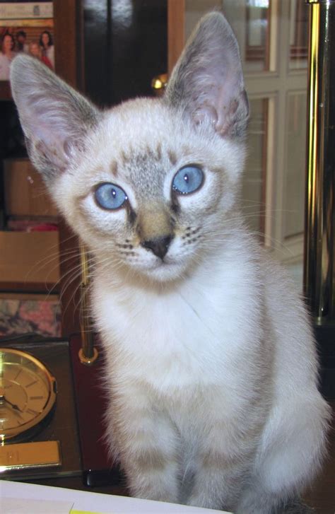 The most common blue point siamese material is ceramic. 65 best images about Siamese / Lynx Point Siamese CATS on ...