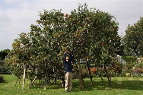 Managing Your Multigraft Fruit Tree Grow Great Fruit