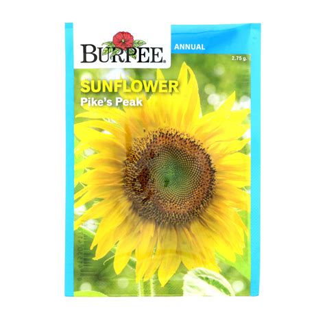 Burpee Pikes Peak Sunflower Annual Flower Seeds Shop Seeds At H E B