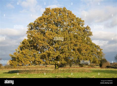 Single Oak Tree Quercus Robur Autumn Leaves Standing Alone In Field