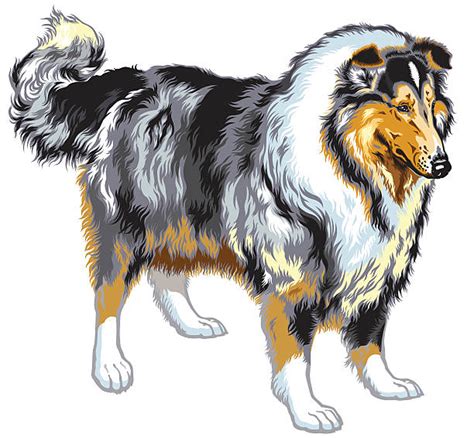 Rough Collie Illustrations Royalty Free Vector Graphics And Clip Art